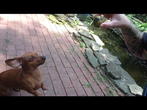 TheDailyWoo - 762 (8/2/14) Zoey Loves These Things !