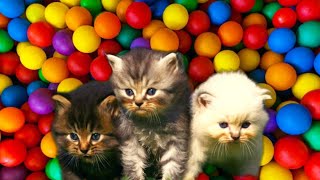 Adorable Cat Compilation: Cute Feline Moments