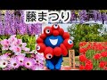 【藤の花とツツジ】こんな所でまさかの◯◯に遭遇‼️✨🥰🌸