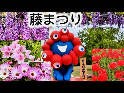【藤の花とツツジ】こんな所でまさかの◯◯に遭遇‼️✨🥰🌸