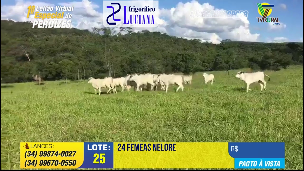 025 - 1º LEILÃO VIRTUAL ESPECIAL DE PERDIZES | 28/04 | 18 HORAS