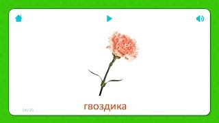 Гвоздика - Карточки для детей - Цветы - Карточки Домана screenshot 3