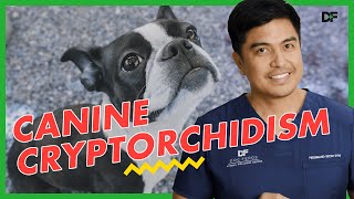 Cryptorchidism in Dogs