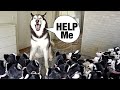 Surprising Meeka With 100 Puppies! (SHE GOT SCARED!) 😂