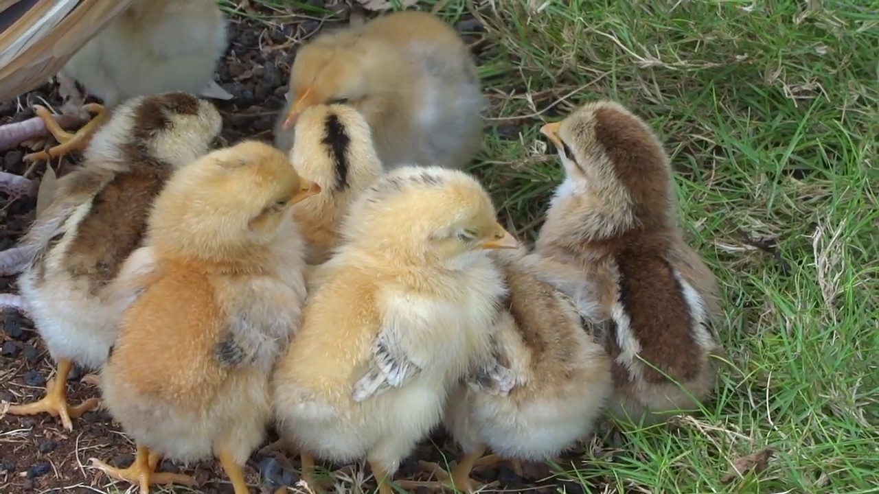親に踏まれる！野良ひよこ4】カイルア、ターゲットのかわいいヒヨコ
