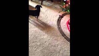 FUNNY PUPPY VIDEO! Cutest puppy chiweenie chases Christmas tree train!