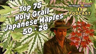 Holy Grail Japanese Maples Ranked #50–26 | Top 75 Countdown | MrMaple Show Podcast