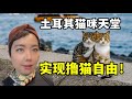 在土耳其，猫也成了“公民”？终于实现撸猫自由！