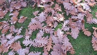 Quercus frainetto dub uherský