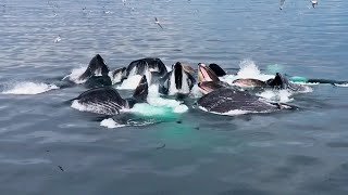 Download Lagu Als ik het niet had gefilmd, had niemand het geloofd! Kijk maar! Wilde dieren en natuur! MP3 Download Lagu Als ik het niet had gefilmd, had niemand het geloofd! Kijk maar! Wilde dieren en natuur! MP3