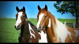 THE AMERICAN PAINT HORSE