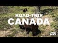 Schwarzbären in Kanada | ROAD-TRIP CANADA #8