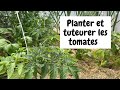 Planter les tomates 