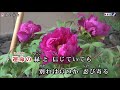 命の花よ  ( 藤 あや子)  Cover  渡辺幸子
