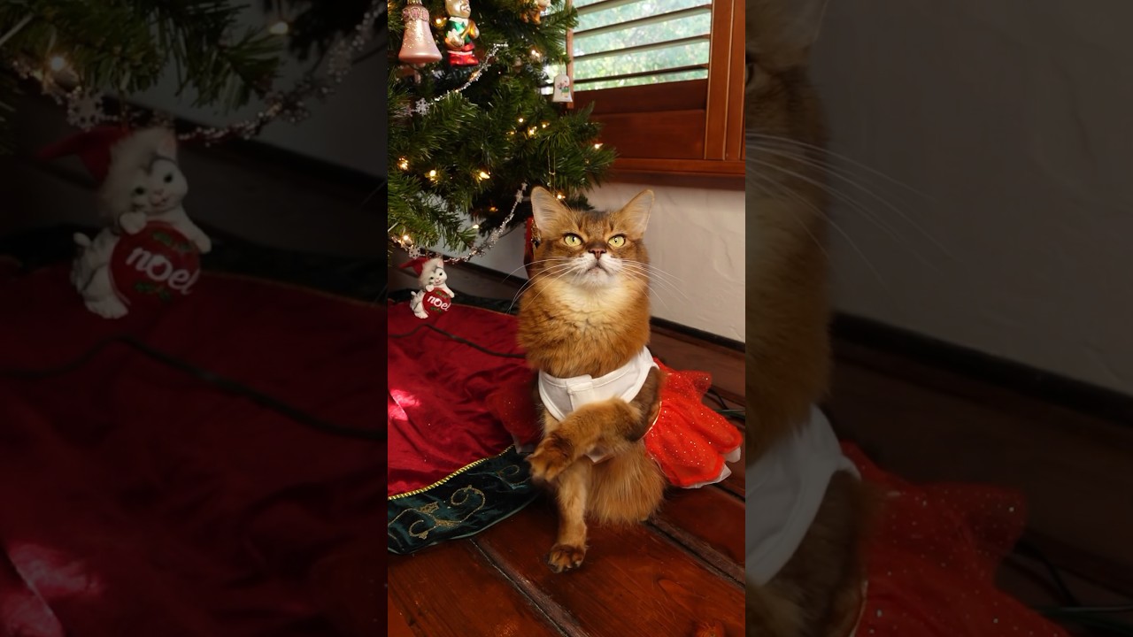 I Waited a Year to Model This Holiday Dress - Summer's Fabulous Cat Life