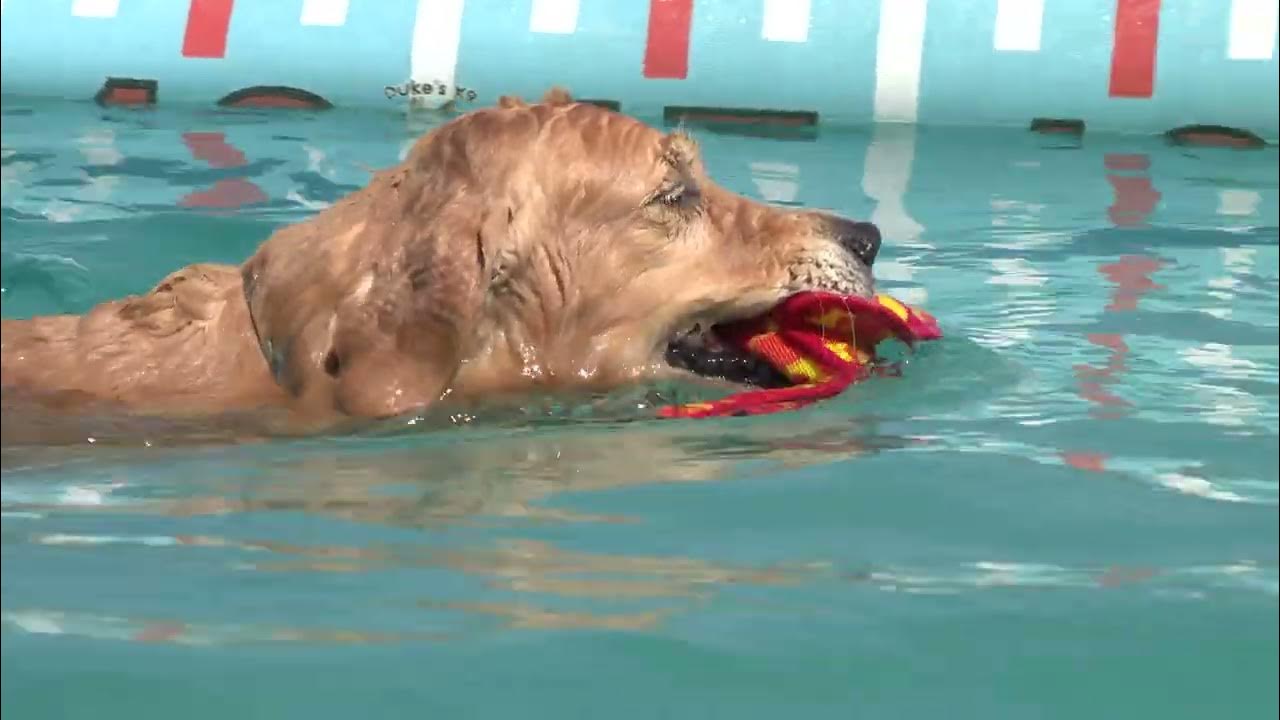 Duke's K9 Dash n' Splash Dock diving for your dog YouTube