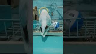Smart bird,take Toys self😍 #birds #lovebirds #funnyvideo #parrot #pets #cute #kicaumania