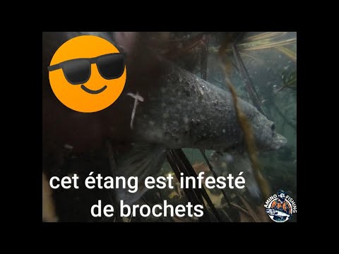 Un étang Infesté De Brochets