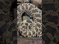 Grumpy Hognose Snake Grumpy Hognose Snake