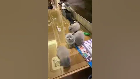 Watch the video about Cat Series