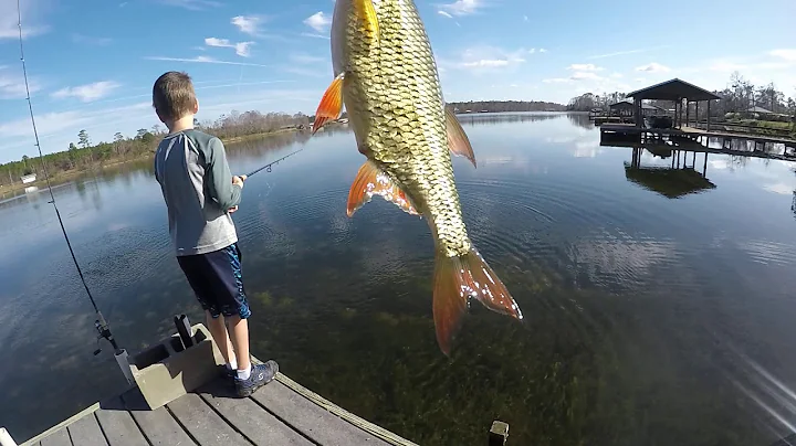 how to catch big shiners for bass bait