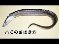【鱧】ハモの捌き方　中骨を切り離す時の注意点→3分10秒～4分が重要