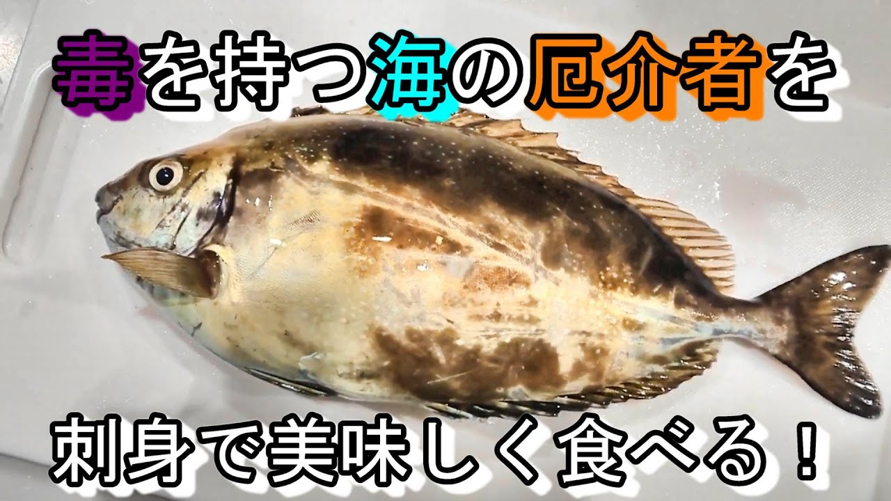 釣り人に嫌われる毒を持つアイゴを刺身で美味しく食べる Youtube