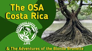 Visit the Osa Peninsula | Puerto Jiménez Costa Rica