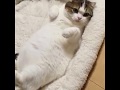 やっほ~!って言った?【スコティッシュフォールド】