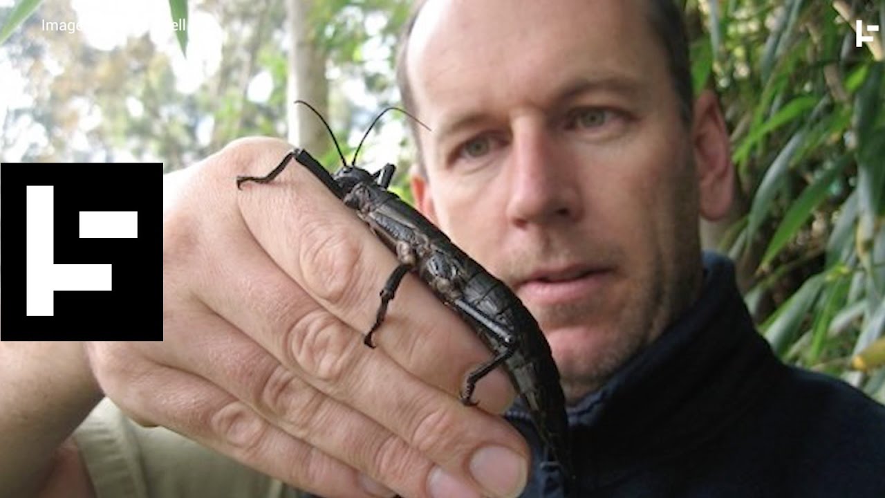 Tree lobster stick insect 'comes back from extinction'