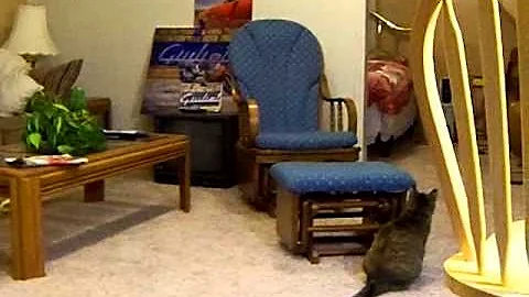 Proud Kitty (part two)