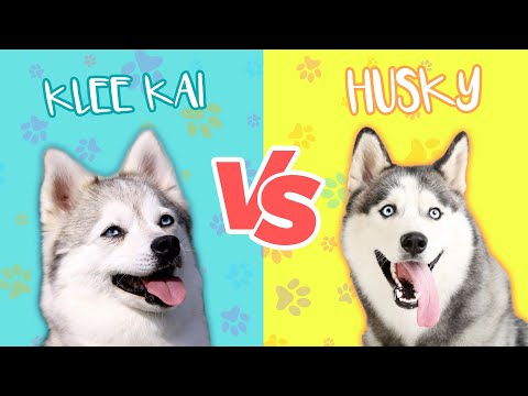 Alaskan Klee Kai vs. Husky Live Puppy Cam comparison