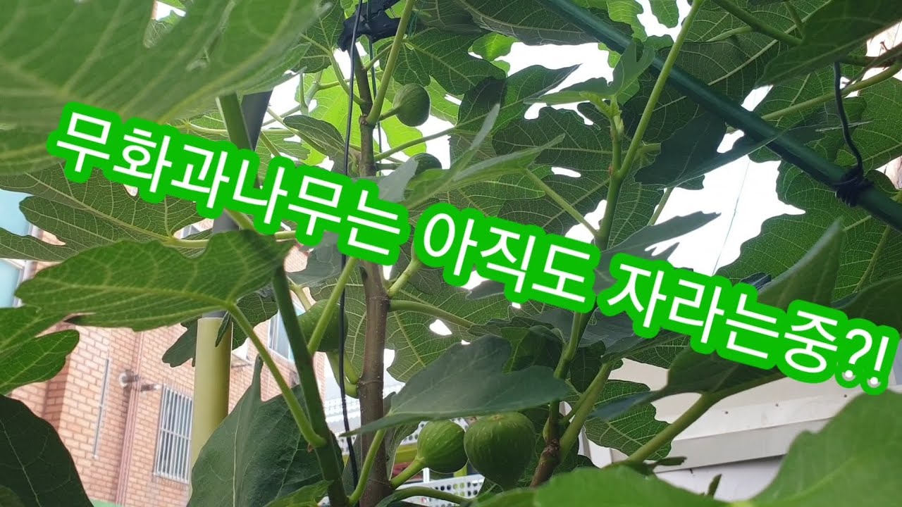9/28) 무화과나무에 달려있는 열매는 언제까지 수확할 수 있을까? 알아서 잘크는 무화과
