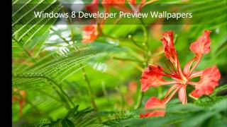 Windows 8 Developer Preview Wallpapers