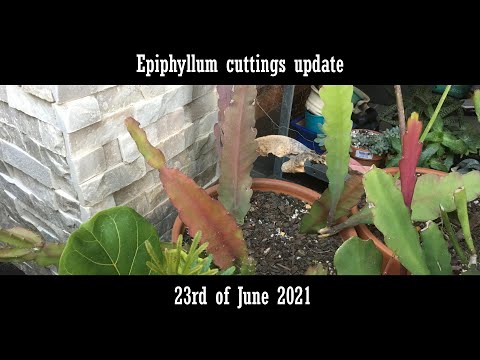 Epiphyllum Cuttings Update 2362021