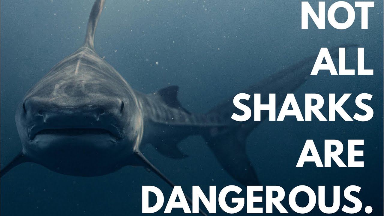 🦈 7 Fascinating Facts About Sharks.🤯