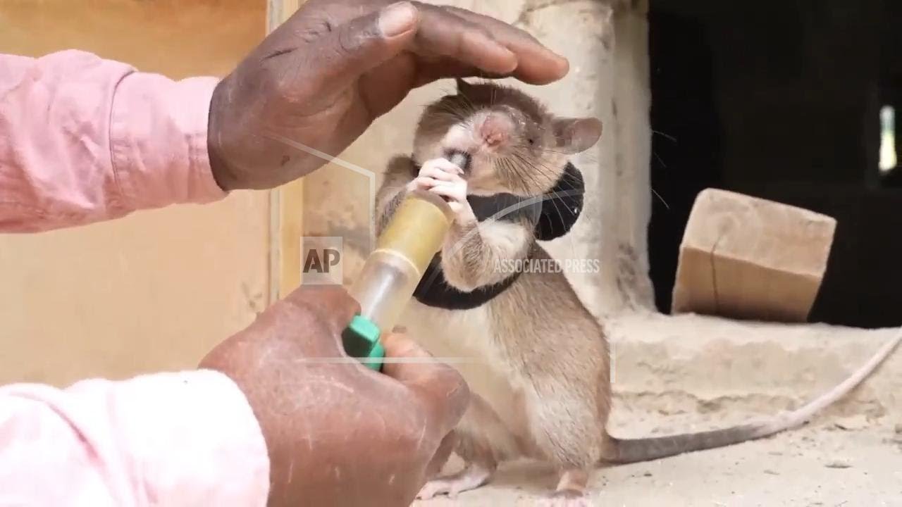 Land mines, disaster recovery and TB no match for Tanzanian ‘hero rats’