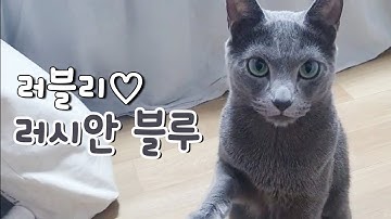 러시안 블루의 모든 것 - 펫스팟 고양이 정보