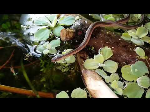 Video: Serpente Giarrettiera - Razza Di Rettili Thamnophis Ipoallergenico, Salute E Durata Della Vita