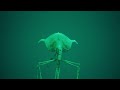 Theres always a big fish magnapinna squid found footage