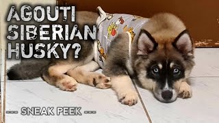 Up next: WHAT IS AN AGOUTI SIBERIAN HUSKY?