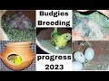 Budgies Good Breeding Progress❤ 2023