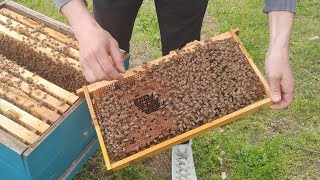 Тест за хигиенно поведение на пчелните семейства