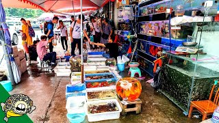 Guangzhou Aquarium Fish Market  Aquarium CoOp