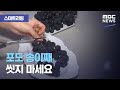 [스마트 리빙] 포도 송이째 씻지 마세요 (2020.09.15/뉴스투데이/MBC)