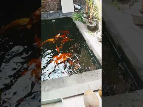 Koi Menyambut pagi