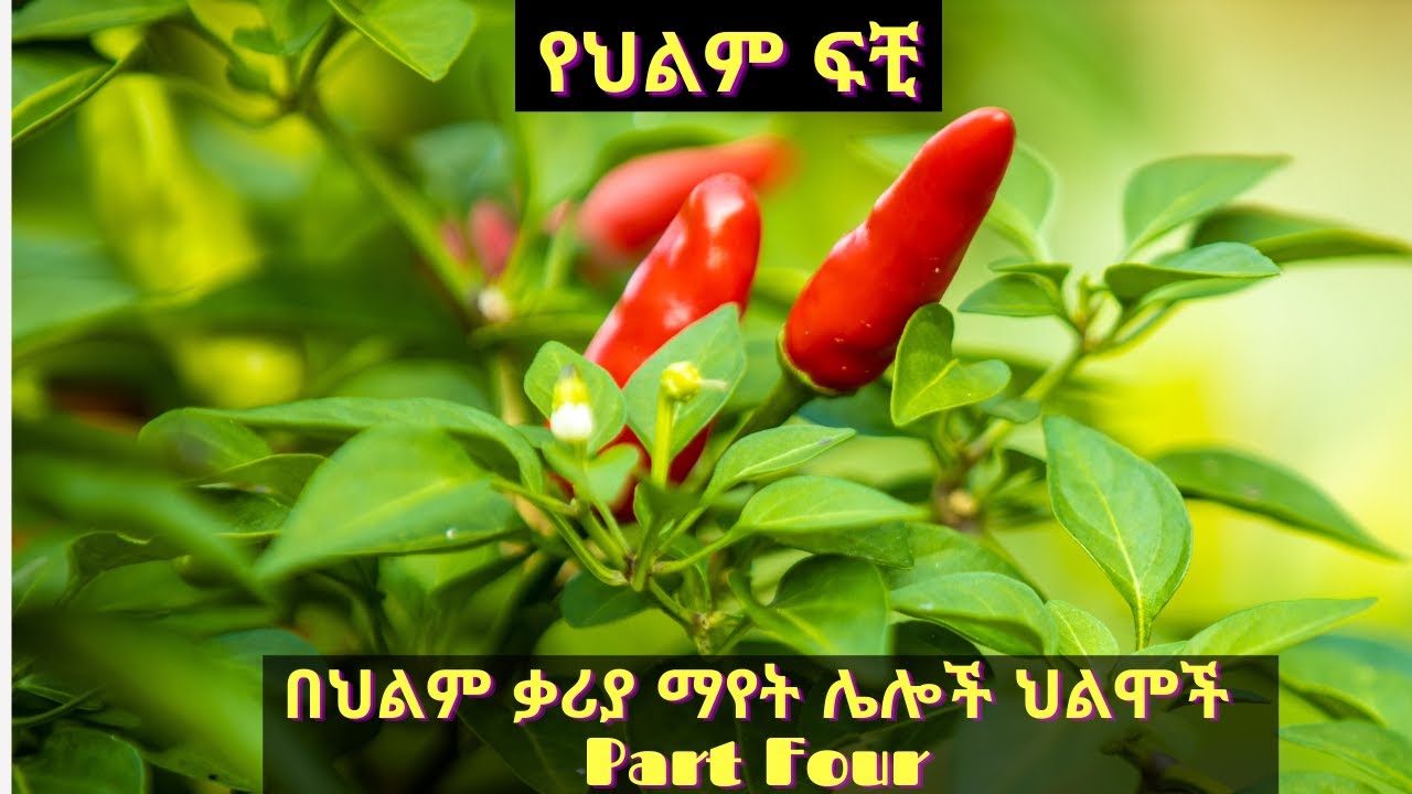 በህልም ቃሪያ ማየት ሌሎች ህልሞች Part Four