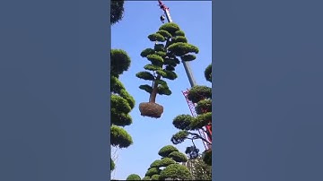 Bất ngờ với cần cẩu khủng lồ chuyên vận chuyển cây cảnh kích thước lớn #shorts #giant