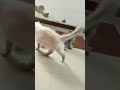 #music #love #cat  masti khor billi 🐈‍⬛🥰🥰