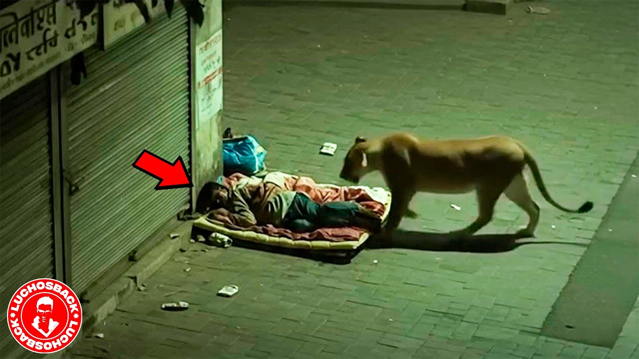 50 INCREIBLES MOMENTOS QUE SI NO HUBIERAN SIDO GRABADOS NADIE CREERIA